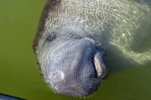 Tour image of Everglades Manatee, Dolphin and Birding Boat Tour (2 hours)