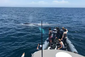 Tour image of Ultimate Whale Watching Tour aboard the SuperRib: 24 People Max