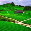 Image of Plantation Tours