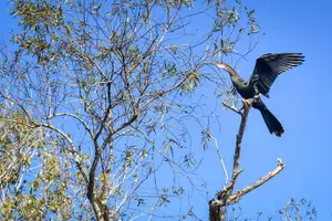 Tour image of Everglades Guided Kayak Tour
