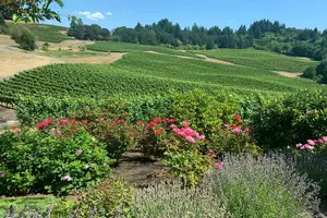 Tour image of Willamette Valley Wine Tour from Portland