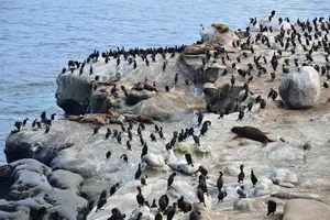Tour image of A Seaside Stroll: La Jolla's Hidden Treasures Self-Guided Tour