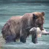 Image of Wildlife Watching