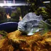 Image of Aquariums