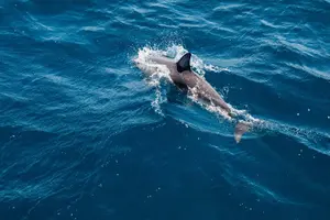 Tour image of Dolphin Cruise in Dhiffushi