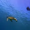 Image of Snorkeling
