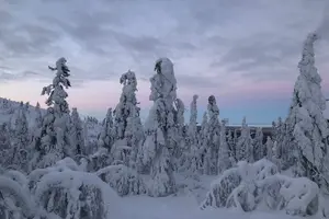 Tour image of Arctic Reindeer Farm Experience with Snowshoeing in the Wild