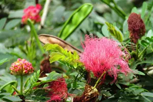Tour image of Valle De Anton Rainfall Hot Springs and Nature Private Tour