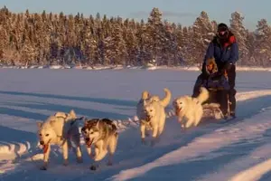 Tour image of Self-Drive Dog Sledding Excursion near Kiruna, Sweden