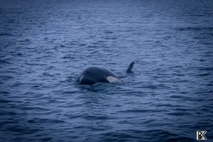 Tour image of Small group Whale watching