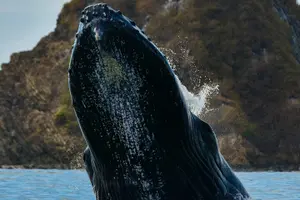 Tour image of Experience a Private Whale Watching Tour in Uvita from San José
