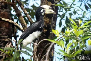 Tour image of Borneo Kinabatangan River Cruise Day Trip