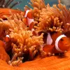 Image of Snorkeling