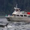 Image of Whale Watching