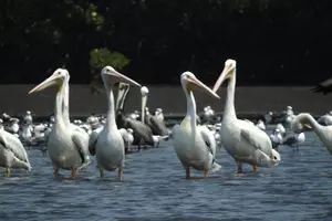 Tour image of Birdwatching to the Mangrove of Paredon (From Puerto Quetzal) Private Tour