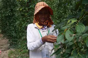 Tour image of La Plantation tour (discovering Kampot Pepper) + Lunch