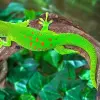 Image of Zoos & Wildlife Parks