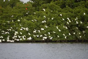 Tour image of Sunset Boat Tour into Caroni Wetlands