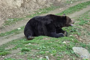 Tour image of Watching Brown Bear from hideout/ Guarantee you'll see wild Bears