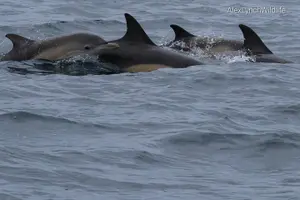 Tour image of Dingle Boat Tours RIB Adventure Private