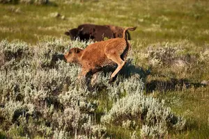 Tour image of Private, Custom Yellowstone Wildlife Tours & Photo Safaris