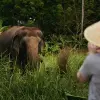 Image of Wildlife Encounters
