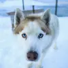 Image of Dog Sledding/Mushing