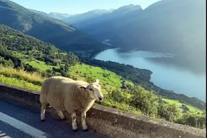 Tour image of Private guided tour - Premium Nærøyfjord Cruise and Flåm Railway