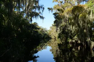 Tour image of Guided Boat Tour of New Orleans Bayou