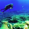 Image of Scuba Diving
