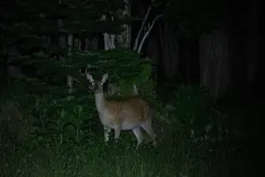 Tour image of Wildlife Night Drive in Shiretoko national park