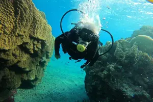 Tour image of Discover Scuba Diving - Indroductory Dives