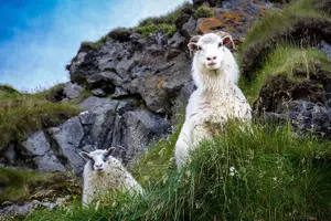 Image of Iceland