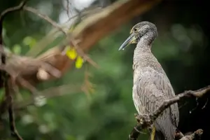 Tour image of Tortuguero National Park Kayaking Tour