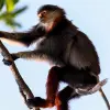 Image of Wildlife Encounters