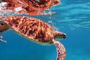 Tour image of Private Turtle Spotting Snorkeling Excursion in Aruba