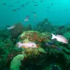 Image of Scuba Diving