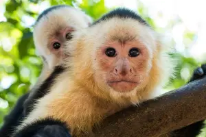 Tour image of 8 Day - San Jose - Arenal Volcano - Manuel Antonio Beach