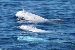 Tour image of Watching whales and dolphins on Terceira Island