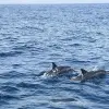 Image of Sightseeing Cruises