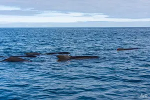 Tour image of Cetacean Boat Tours in the Basque Country