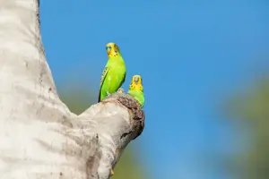 Image of Australia