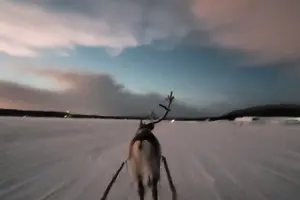 Tour image of Sami day tour adventure