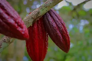 Tour image of Chocolate, Coffee & Sugar Cane Experience - La Fortuna