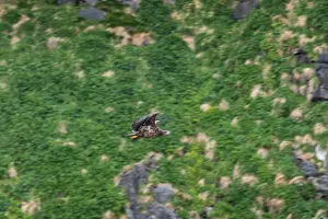 Tour image of Wildlife Sea Safari in Alesund