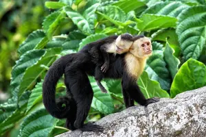 Tour image of Costa Rica Package (Private)