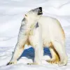 Image of Wildlife Watching