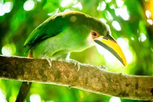 Tour image of Birdwatching Tours in El Salvador with Expert Biologist Guide