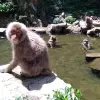 Image of Wildlife Watching