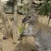 Image of Zoos & Wildlife Parks